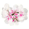 Afbeelding van Geranium Staand P12 Dolce Vita Stella